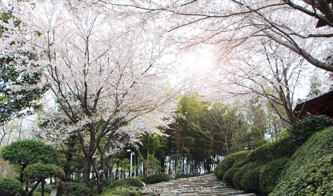 Busan Museum Cherry Blossoms Garden 부산시립박물관 Travel Blog